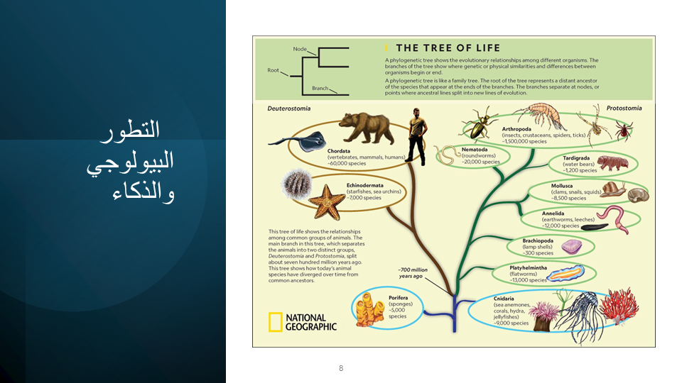 Slide 8